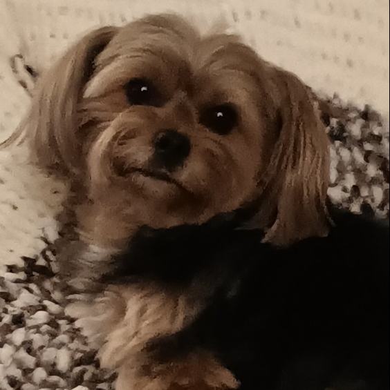 Toto