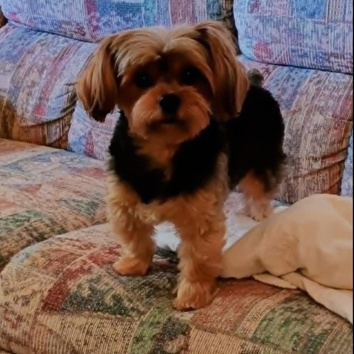 Toto