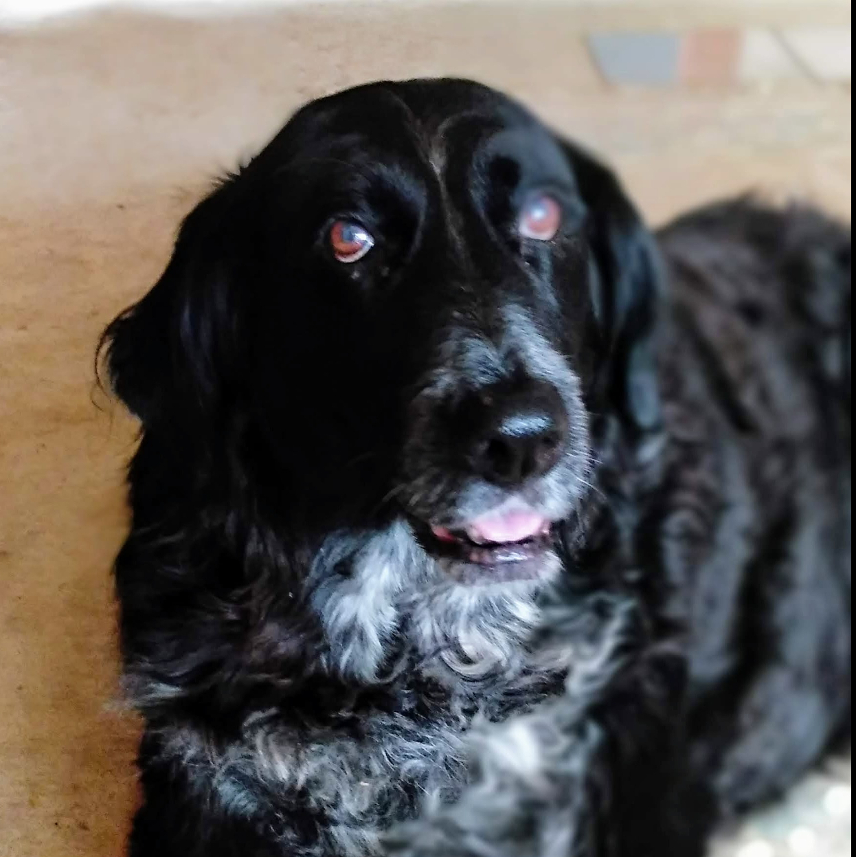 Ronja