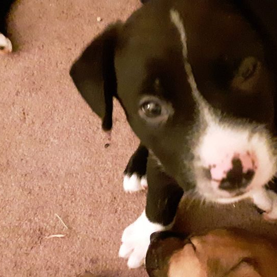 Millie and the brownies