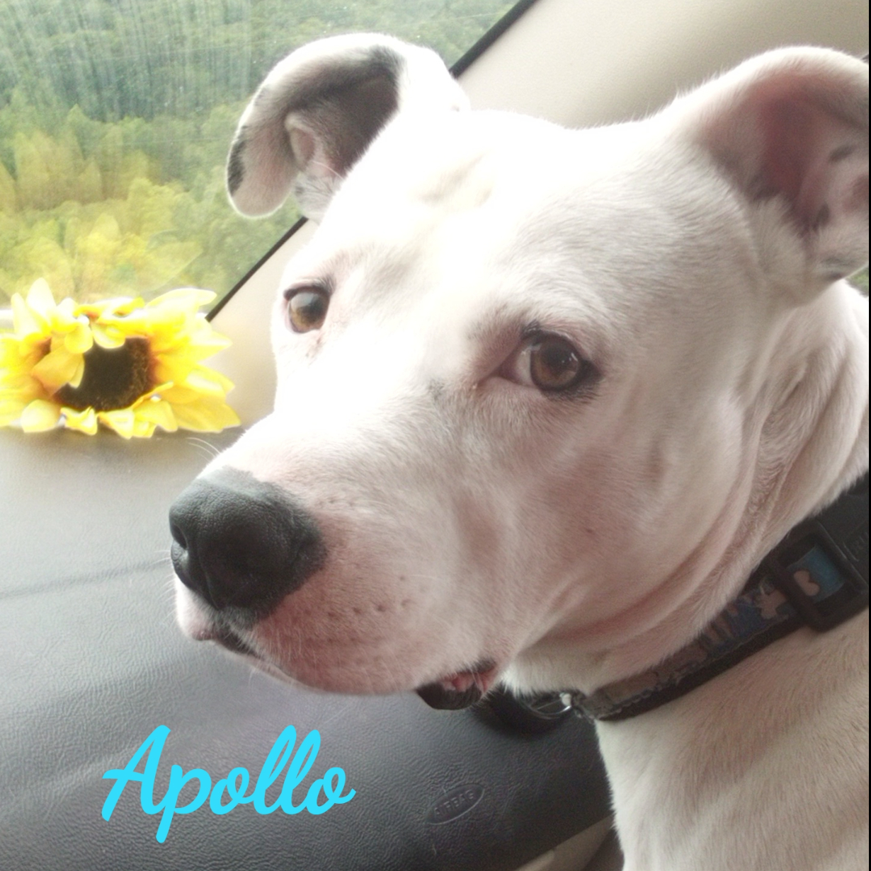 Apollo