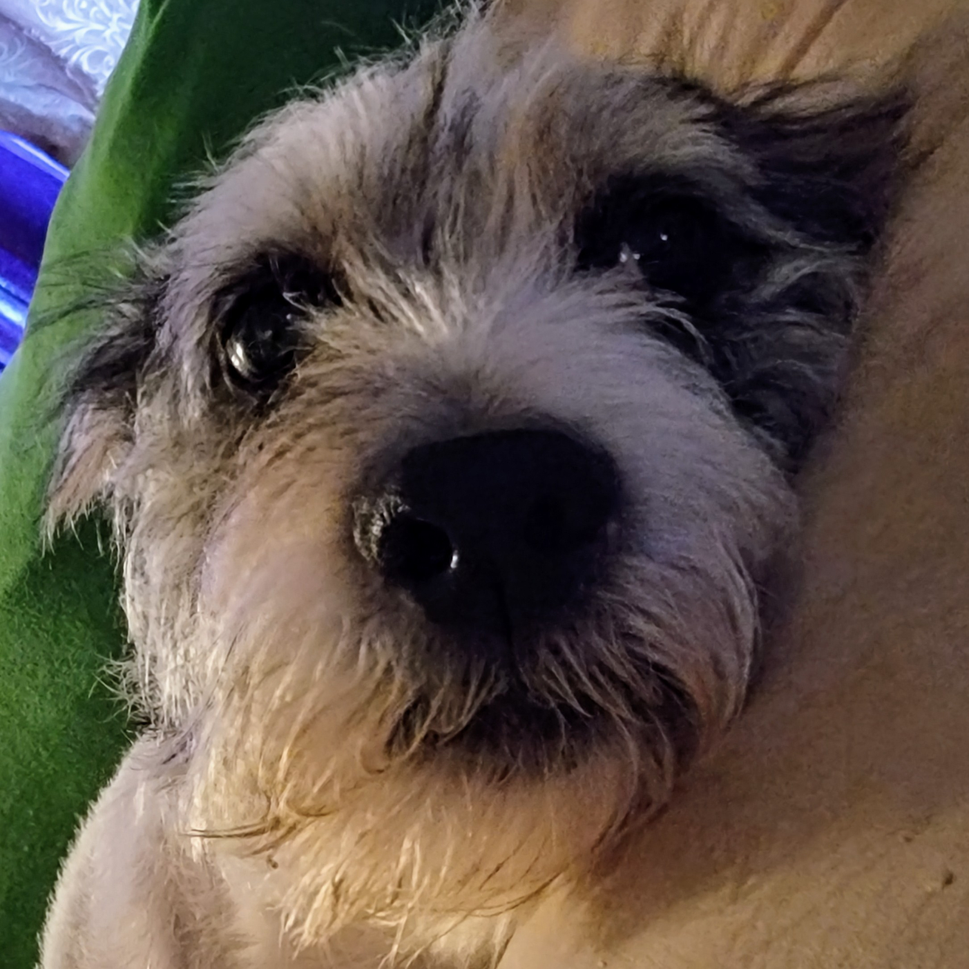 Sir Samuel Buffington