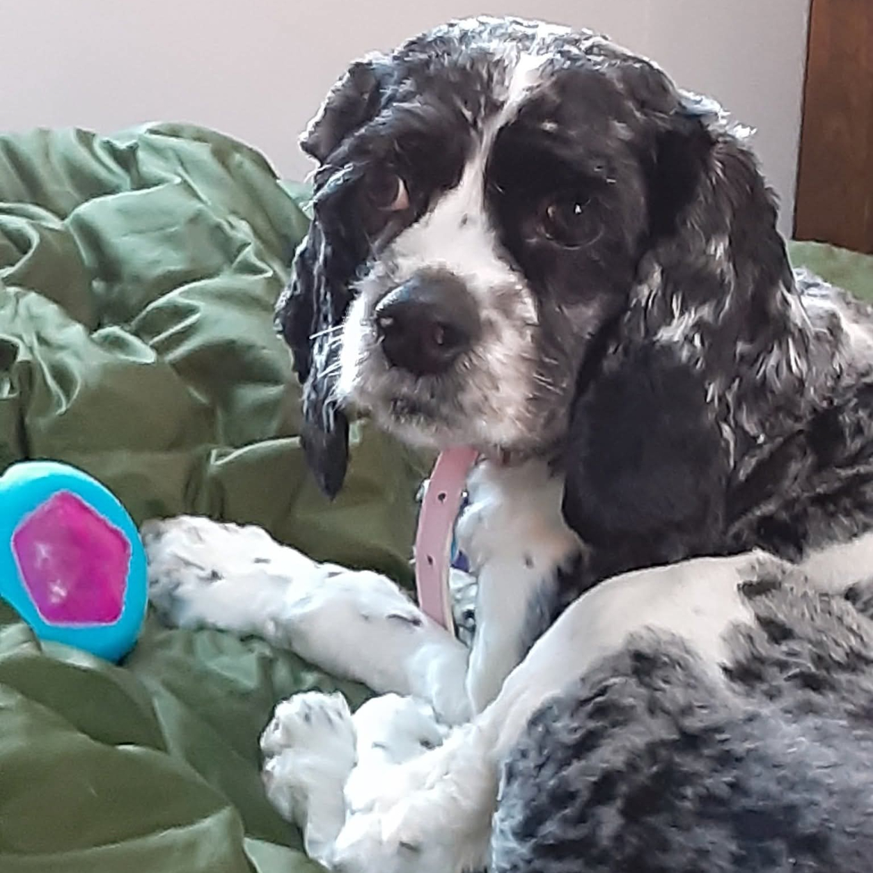 Twilight Pearl Louise